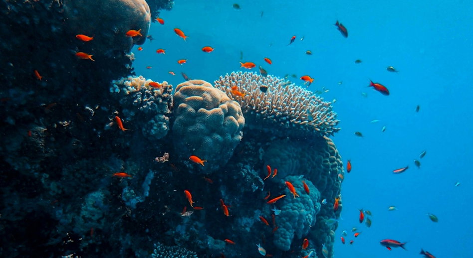 gray-and-black-fish-under-water.jpg gray and black fish under water